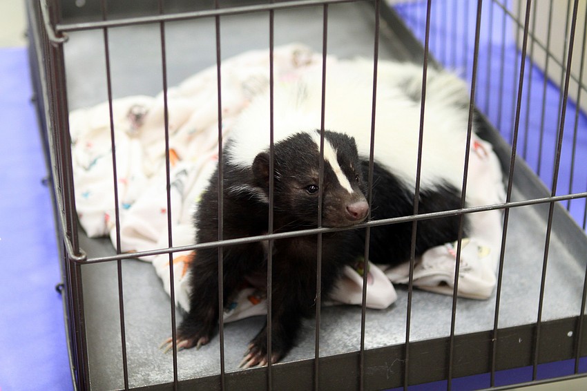 Oreo, 1-year-old, from Sarasota Jungle Gardens was one of the animals brought on Friday, Feb. 25 to Southside Elementary's Science Night.