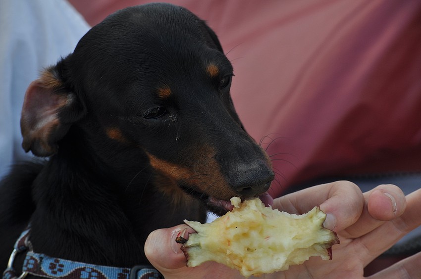 Tyler gets a taste of an apple.