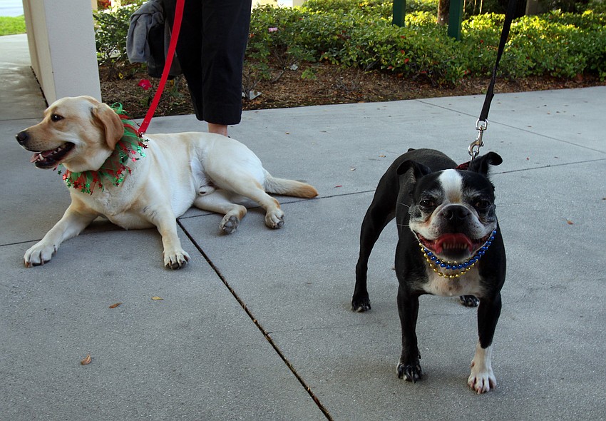 Henry and Max outside of the St. Armands Key Luthern Church on Tuesday, Mar. 8 during Masquerade â€” Mardi Gras St. Armands Style.