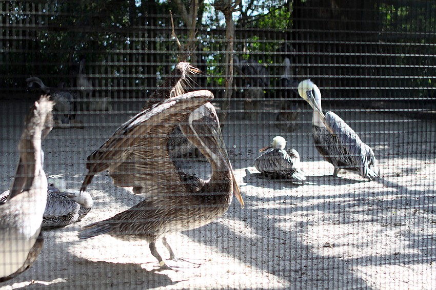 Pelicans at the Save Our Seabirds facility.