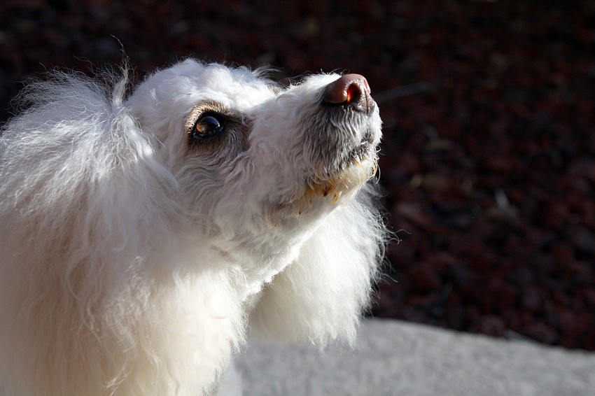 Chantal, a five-year-old bishonpoo, got some chili stains under her chin on Friday, Jan. 28 during Longboat Key Public Tennis Center's Chili Cook-off competition.