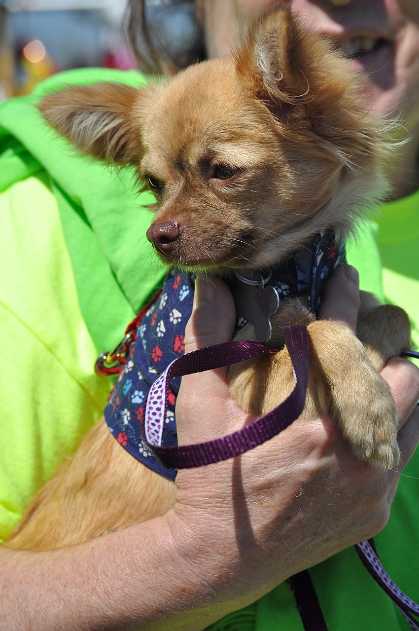 Willow was adopted during the event and went home with her new family.