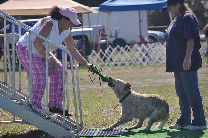 One dog played a game of tug-of-war with his owner.