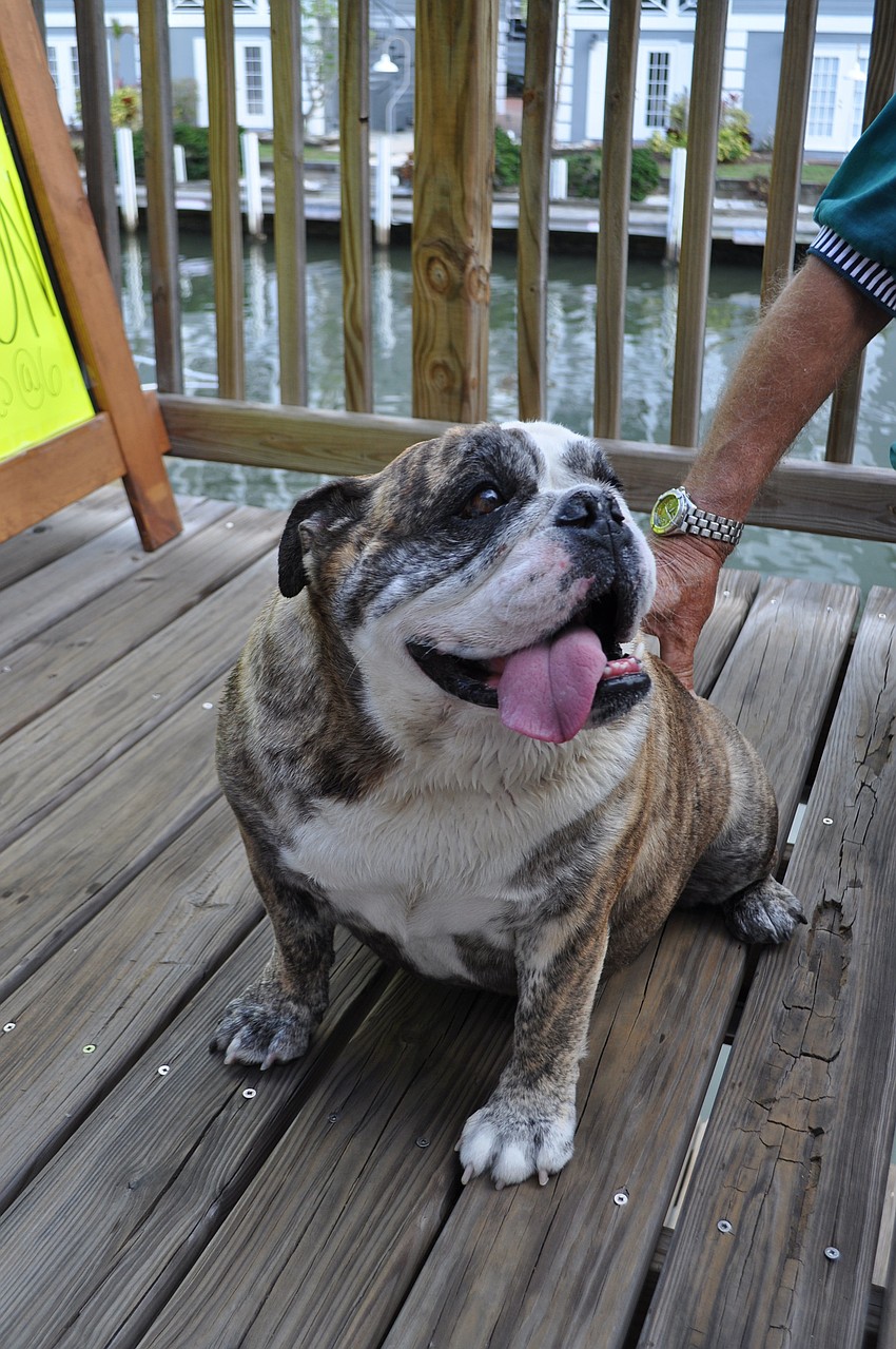 Chloe the bulldog enjoyed the afternoon with her owner, Bill Baird.