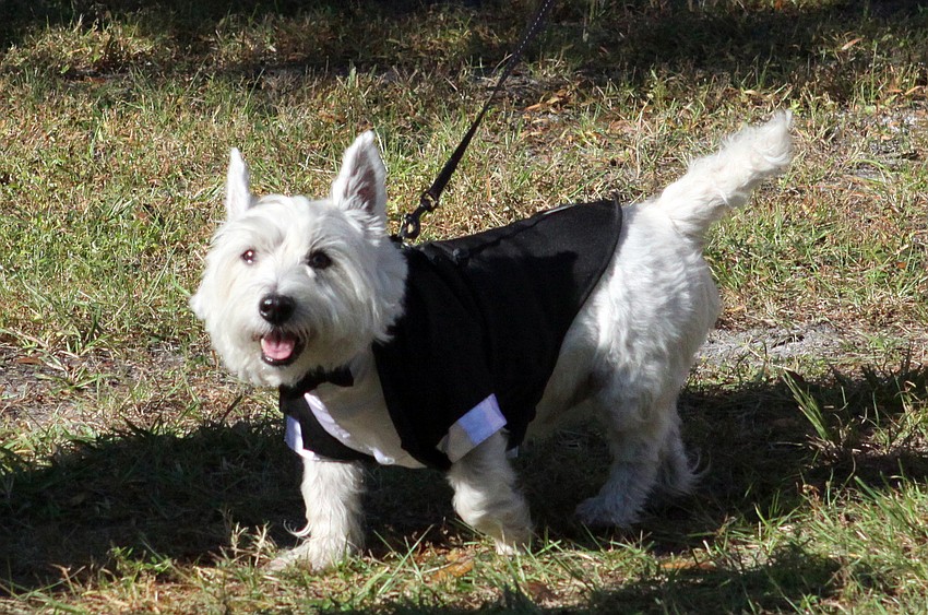 Maxwell, a Westie, dresses to the nines for the Howl-O-Ween bash.