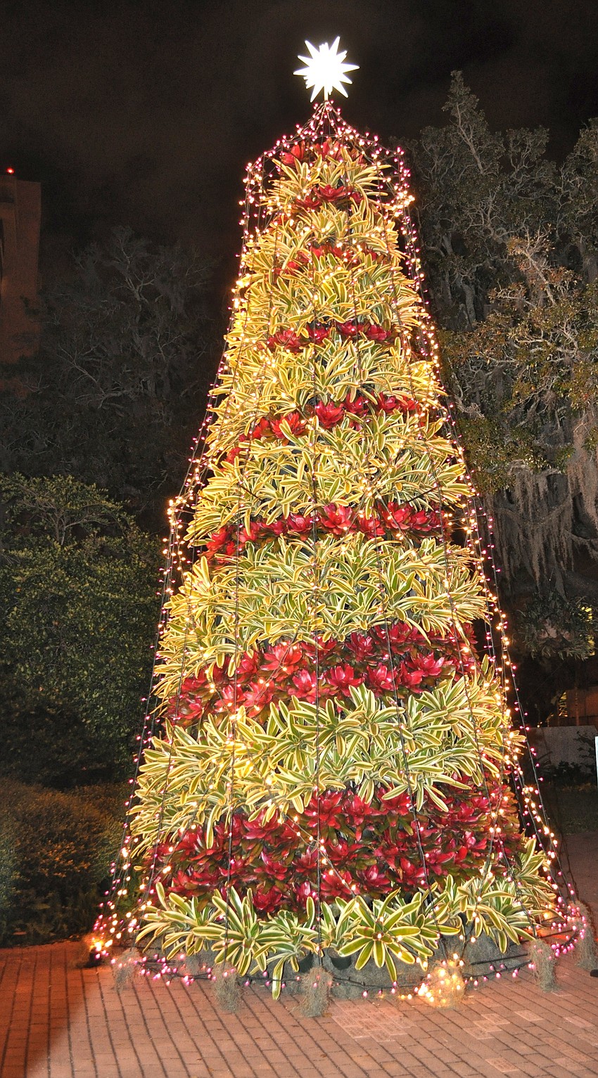 Selby's Bromeliad tree