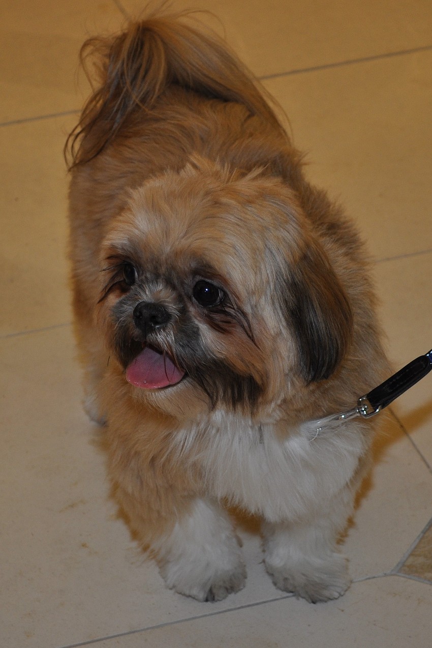 Teddy Bear (Lynne Armitage)