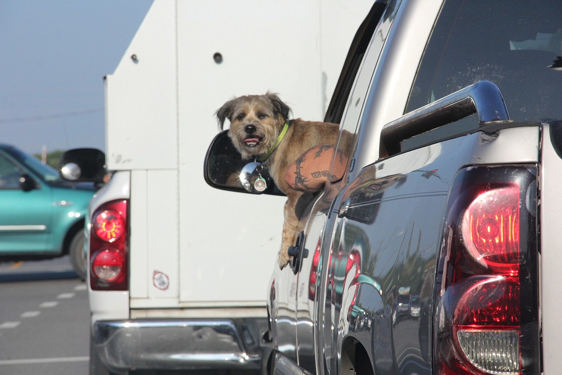 Behind the wheel is not a safe way for a dog to ride in the car. (Photo By Jacque Estes)