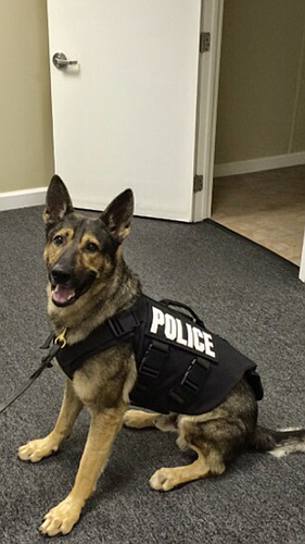 Jackie, a Bunnell Police Department K9 officer, models her new protective vest. (Provided by Bunnell Police Department)