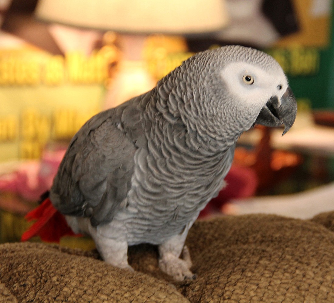 Rosie, the African Grey parrot who lives with me, could live to 2065, but with who?