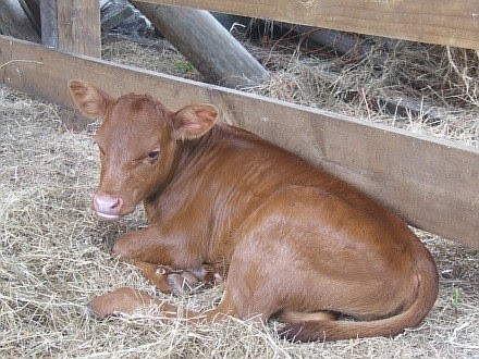 A new calf, born at the Florida Agricultural Museum, awaits a name. (Photo provided by Florida Agricultural Museum)