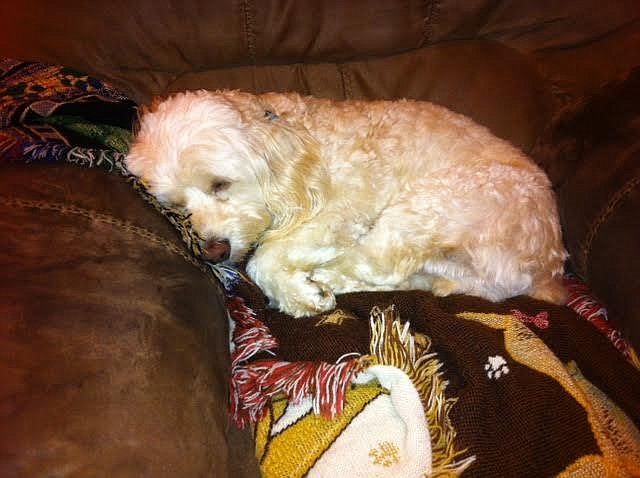 Char-Lee curls up in his master's favorite chair. Courtesy photo