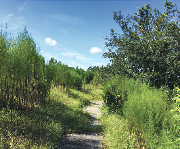 The view on the Matanzas Woods Golf Course's cart path, Aug. 19 (Courtesy photo.)