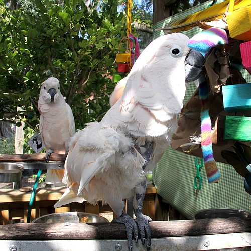 Teddy, a Moluccan cockatoo at NatureScapes, has a new friend, Apollo. Apollo and toys will hopefully deter Teddy from plucking his feathers. Photo Jacque Estes