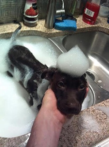 It is important for dogs to be bathed regularly, especially after a long walk on the beach. Courtesy photo