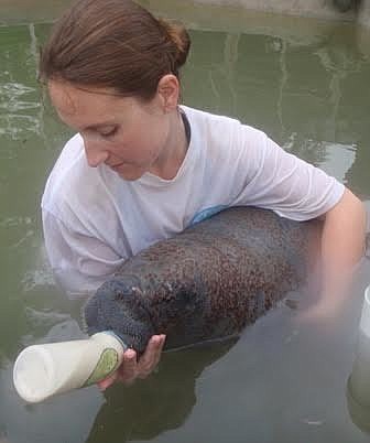 Twiggy, the manatee,  is bottle fed at Wildtracks in June, 2015. Courtesy photo