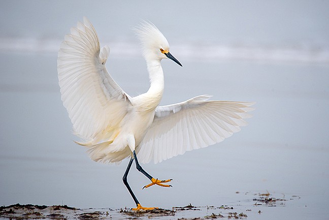 "Dancer on the Shore" by Steven Sobel won first place in Animal. "This image was take at Jungle Hut Beach, in Flagler County, on a foggy day, at low tide," said Sobel. "This Snowy Egret took flight and nearly landed on my lap." Courtesy photos