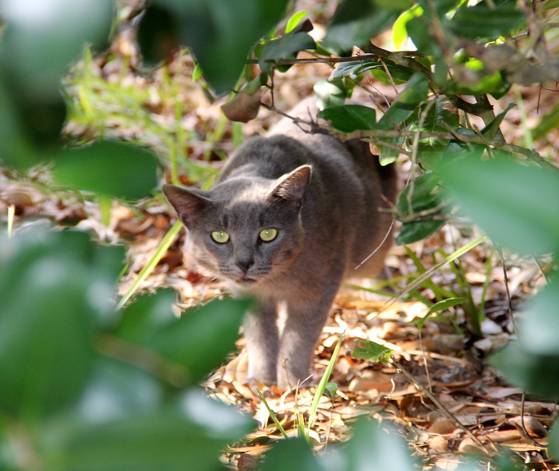 A  grey cat resident of the Cracker Barrel cat colony will soon have a new home, thanks to a partnership between Cracker Barrel and local rescue groups. Photo Jacque Estes
