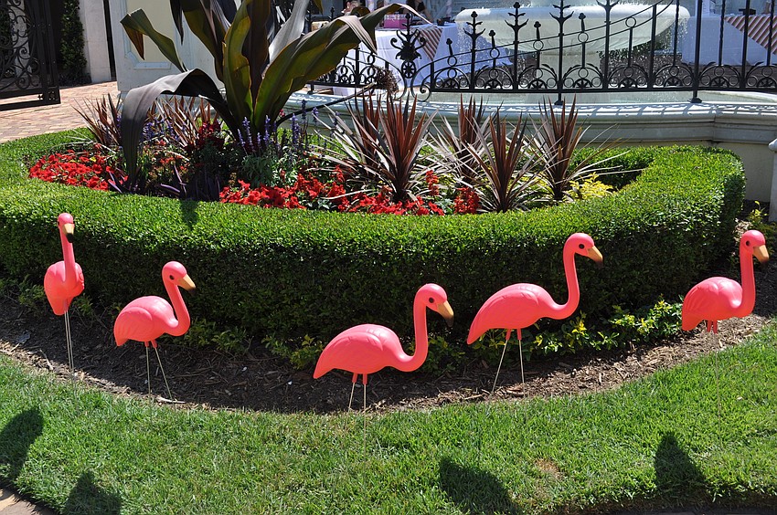 Flamingos on the Faulhaber Lawn