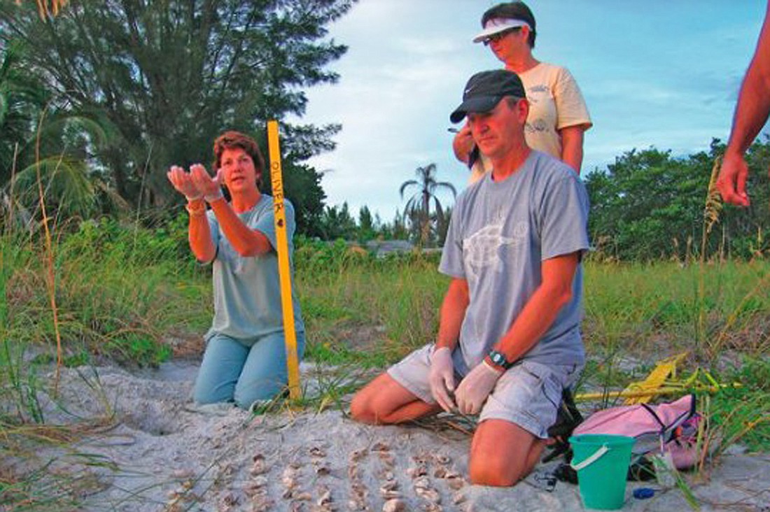 Volunteers excavate loggerhead turtle nests by digging out and counting eggs.