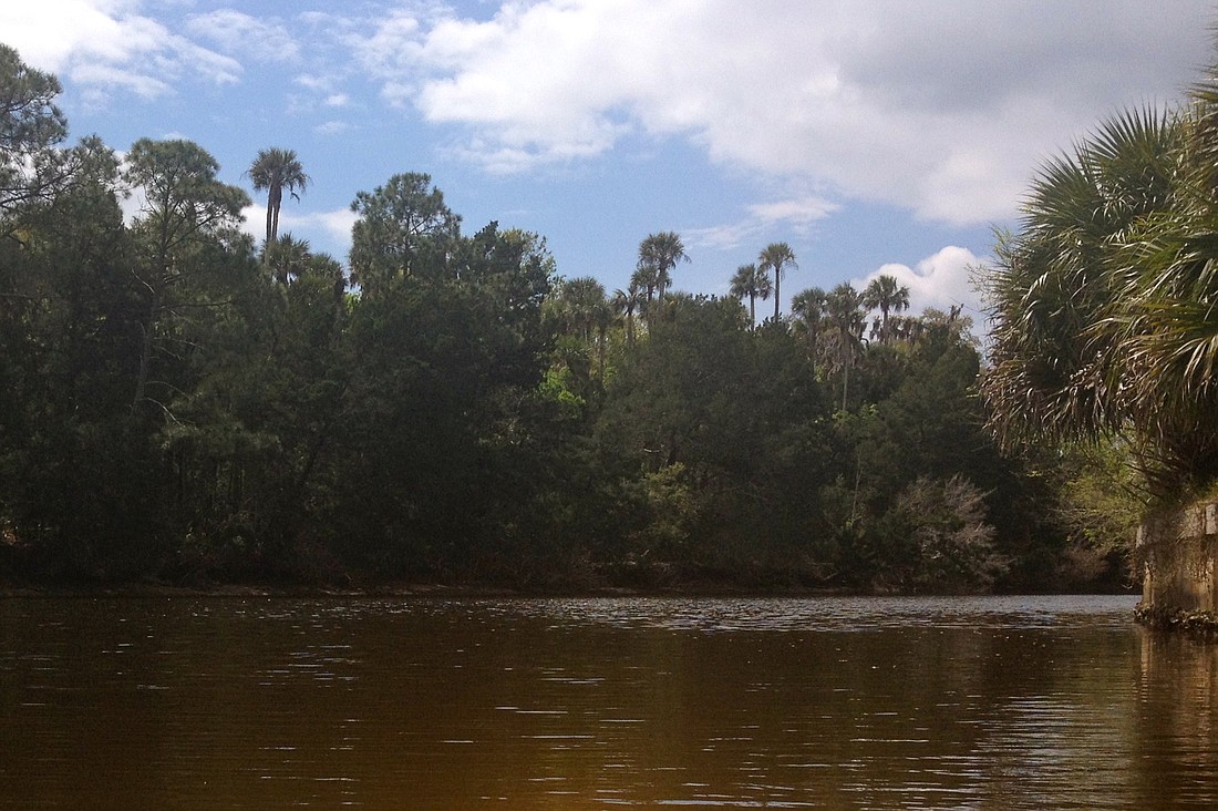 Thick woods fringe the water at the Palm Harbor Golf Club. (File photo by Jonathan Simmons.)