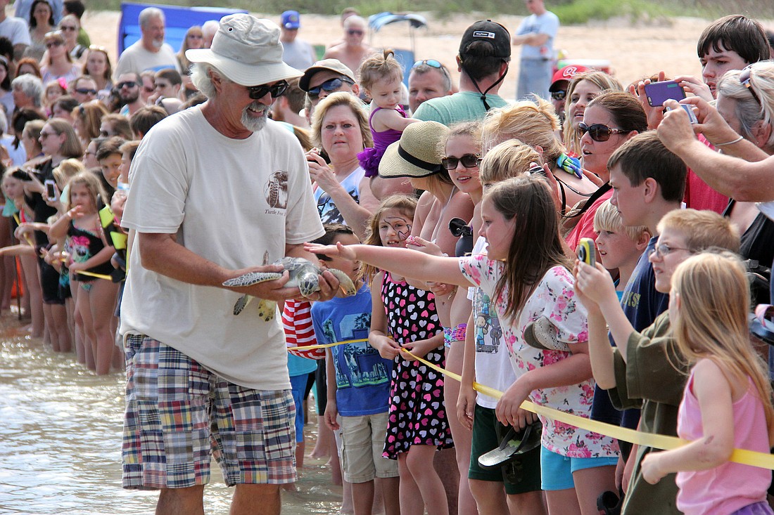 Spectators pet a green sea turtle as Tom Deasy escorts him back to the ocean.