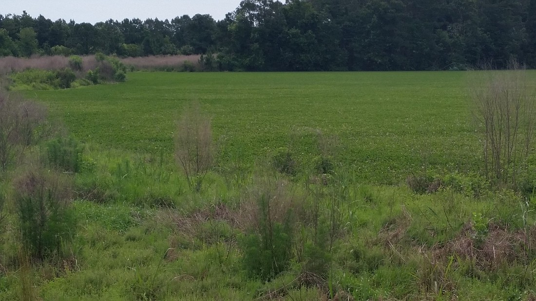 City resident Mike Finnigan took this image of an overgrown lake at the Matanzas Woods Golf Course. (Courtesy photo.)