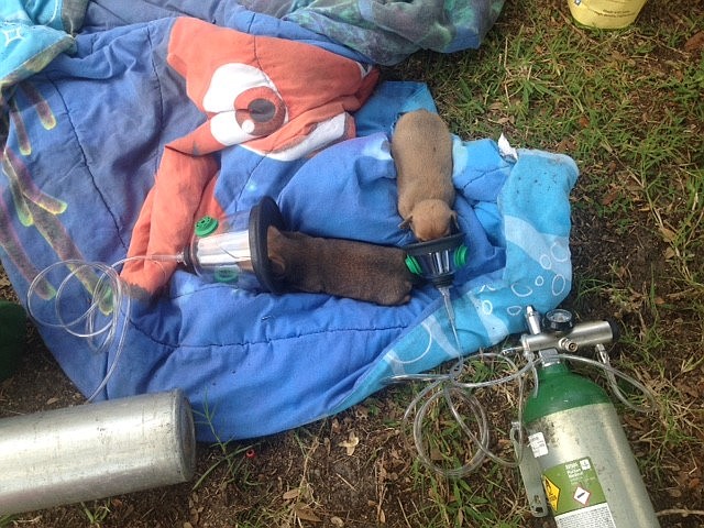 The puppies were revived with special oxygen masks made for pets. (Courtesy photo.)