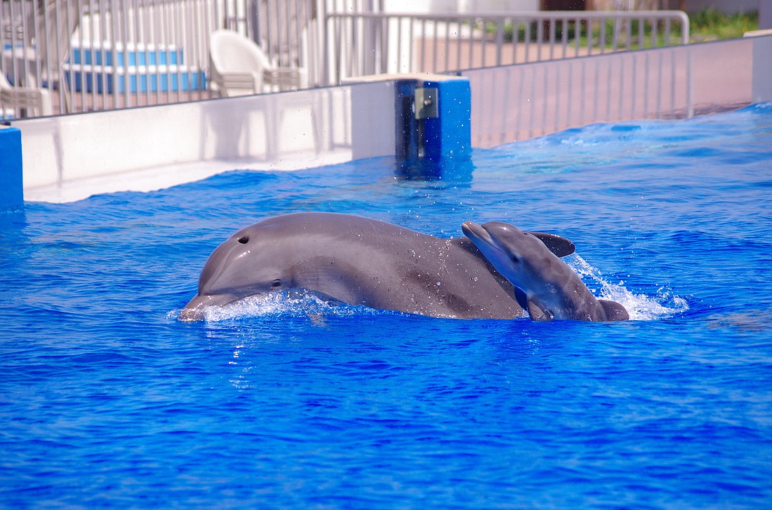 Casique and the calf are currently bonding in the main habitat and are visible to the public.