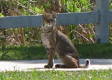 East County resident Geoff Sugden was driving down Lorraine Road, just north of University Parkway around 11:30 a.m., March 16, when he spotted this bobcat run across the road.