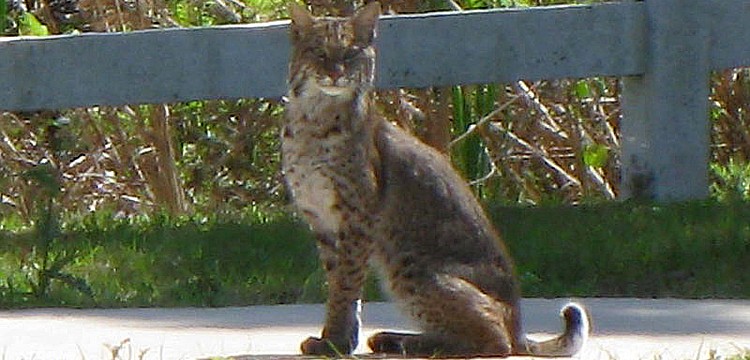 East County resident Geoff Sugden was driving down Lorraine Road, just north of University Parkway around 11:30 a.m., March 16, when he spotted this bobcat run across the road.