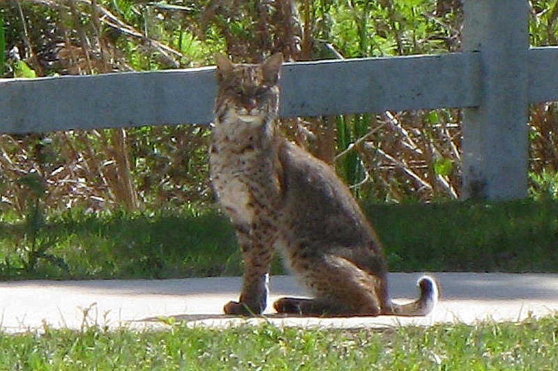 East County resident Geoff Sugden was driving down Lorraine Road, just north of University Parkway around 11:30 a.m., March 16, when he spotted this bobcat run across the road.