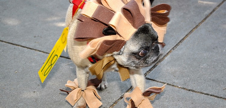 Woogie trots along St. Armands Circle sporting a lion costume.