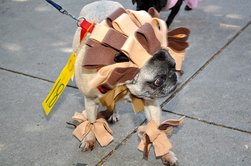 Woogie trots along St. Armands Circle sporting a lion costume.