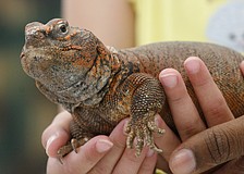 This Moroccan uromastyx was one of four different animals that visited Love Comes First Preschool this morning.