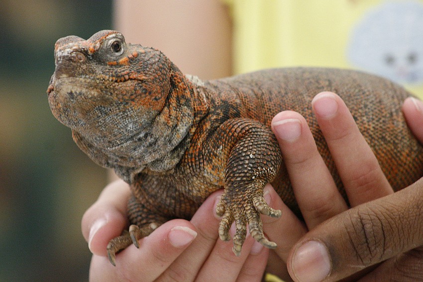 This Moroccan uromastyx was one of four different animals that visited Love Comes First Preschool this morning.