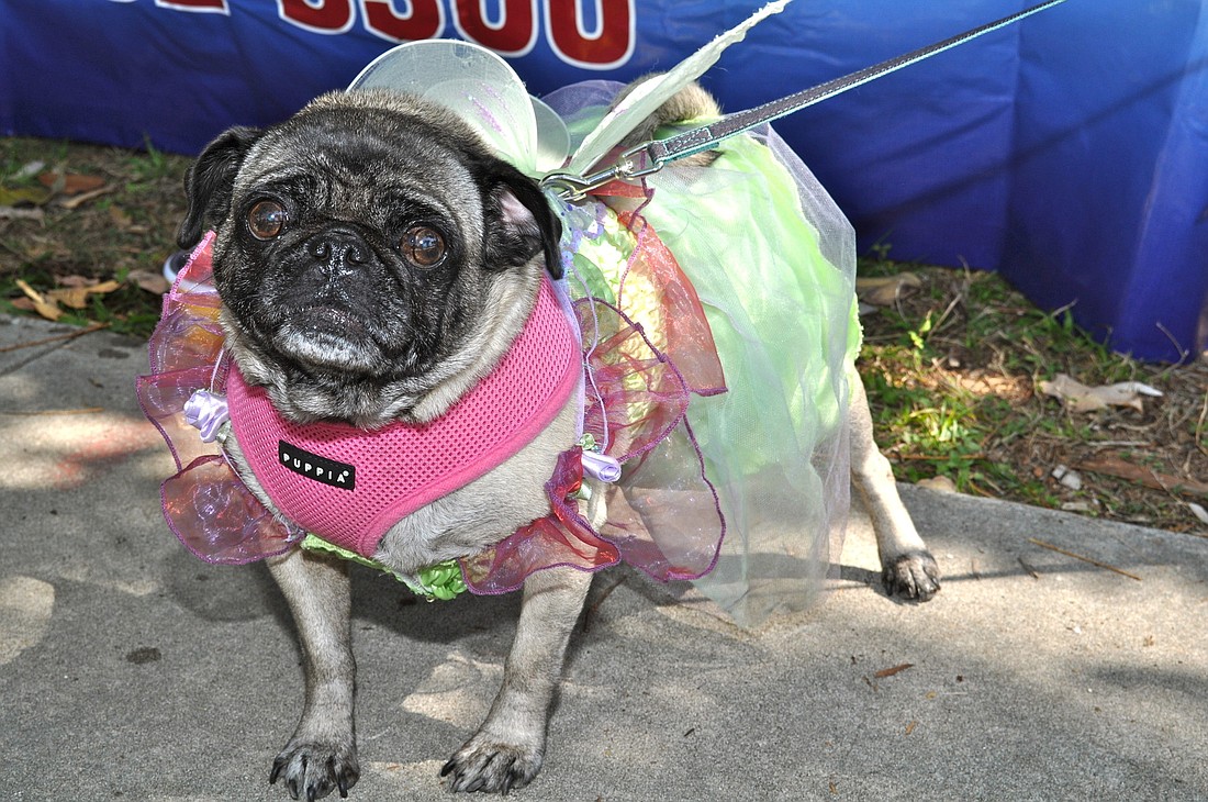 Marley dressed as Tinker Bell for the Humane Society of Sarasota County's Pug Parade in March.