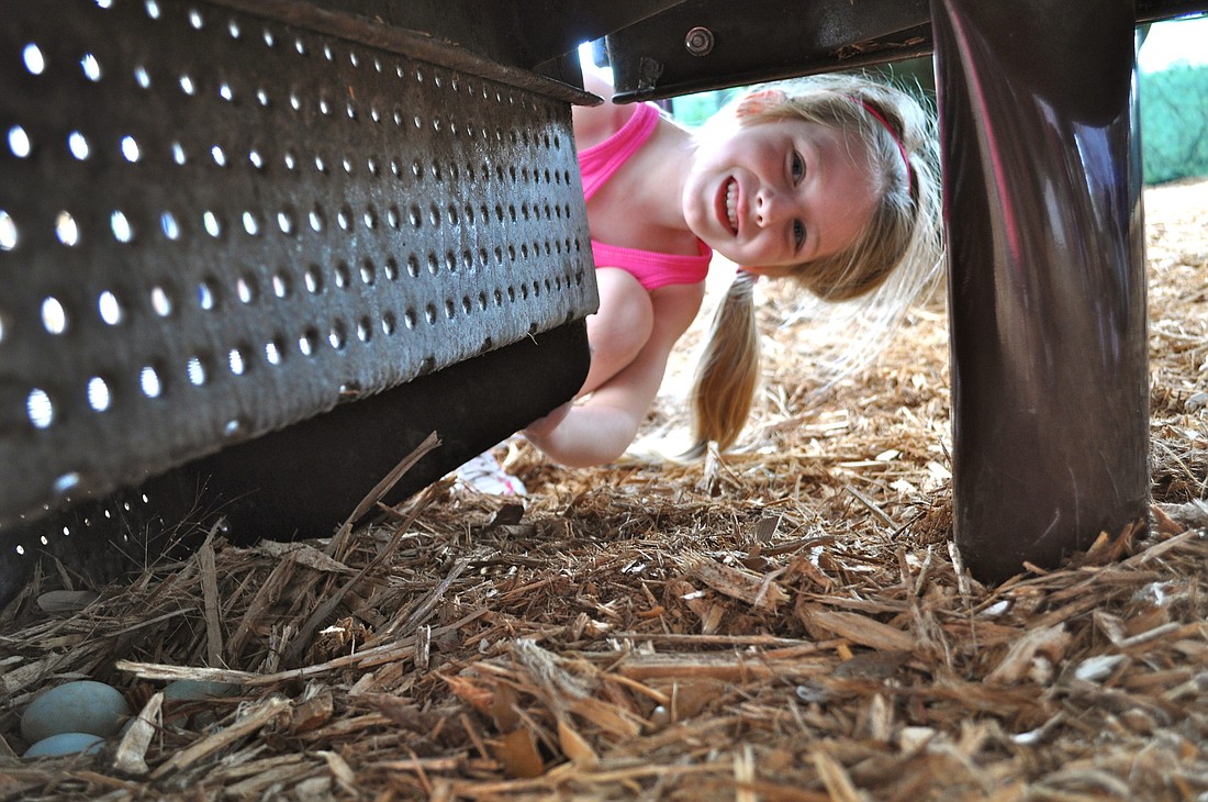Kate Campion, 5, takes a peek at the nest from beneath the playground equipment.