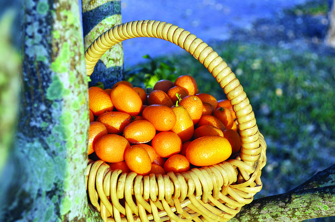 Fruit freshly picked from the tree.