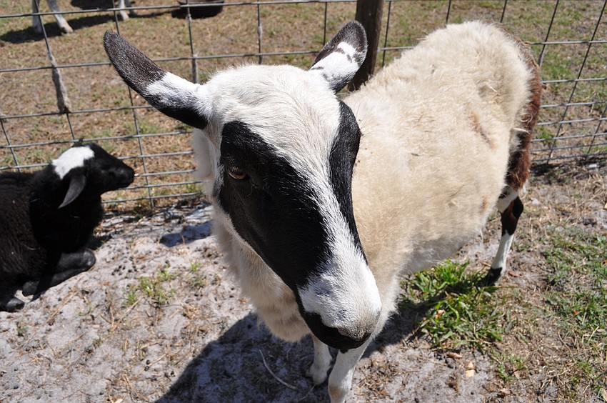 The King family also raises sheep on the property. This one is named is Phyllis.