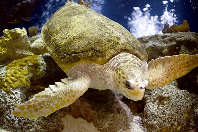 Female sea turtles come ashore to lay their eggs on beaches.