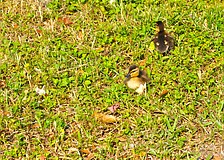 These ducklings observed the Sarasota Police Department in action as they directed traffic for the Embracing Our Differences exhibit and Suncoast Boat Show at Marina Jack.