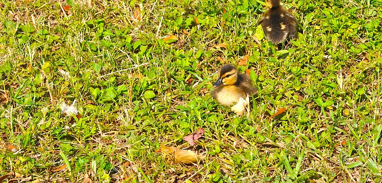 These ducklings observed the Sarasota Police Department in action as they directed traffic for the Embracing Our Differences exhibit and Suncoast Boat Show at Marina Jack.