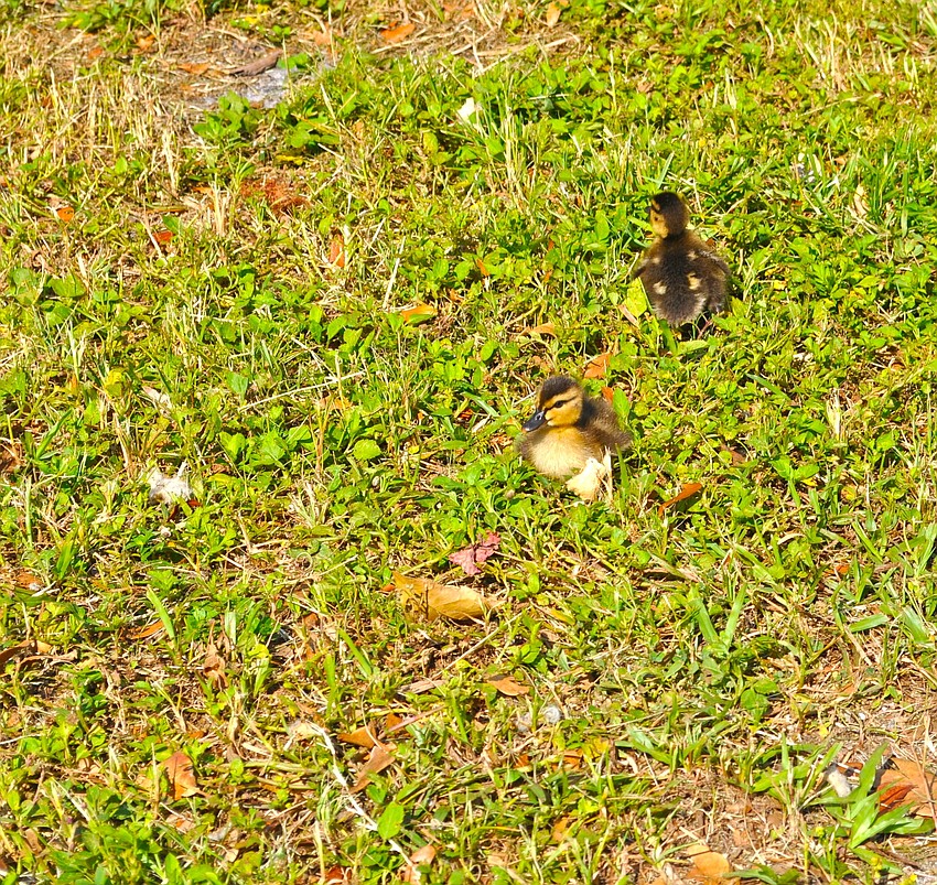 These ducklings observed the Sarasota Police Department in action as they directed traffic for the Embracing Our Differences exhibit and Suncoast Boat Show at Marina Jack.