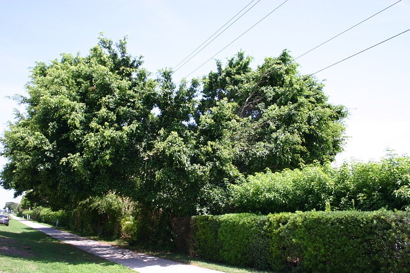 Key property owners are invited to attend a tree pruning educational session 9 a.m., April 21.