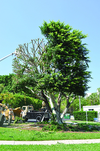 Ficus trees on Sands Point property were trimmed improperly, according to Longboat Key town planner Steve Schield.