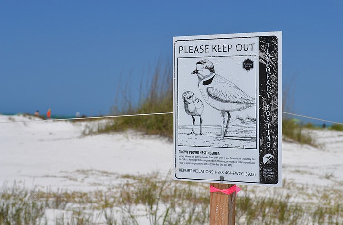 Snowy plover nests were roped off last week near Siesta KeyÃ¢â‚¬â„¢s Beach Access No. 7.