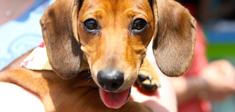 Marlow's owner brought him out to enjoy Siesta Fiesta.