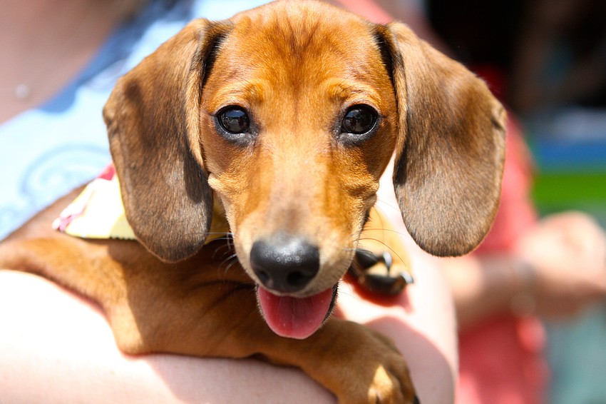 Marlow's owner brought him out to enjoy Siesta Fiesta.