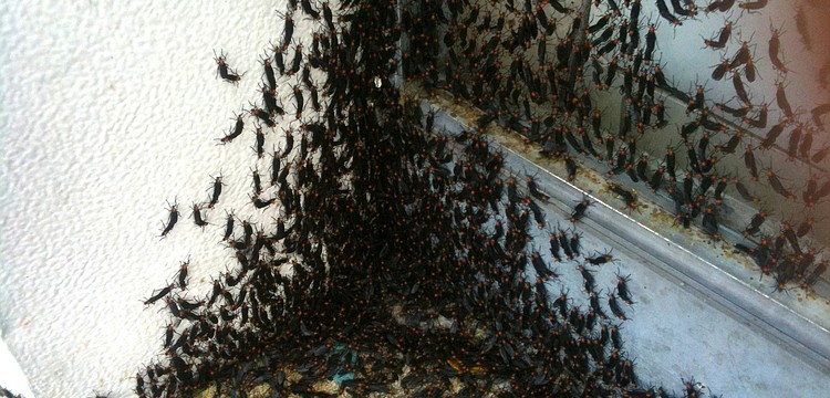 Love bugs find a cozy corner on Main Street, between Orange and Lemon avenues.